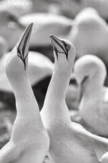 Gannet (Morus bassanus) on bird cliffs, pair courtship display, monochrome, Helgoland Island,