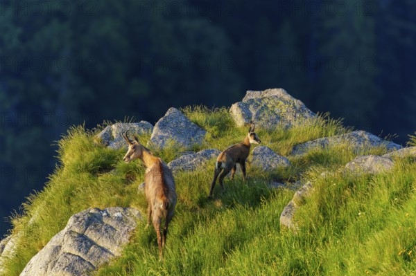 Two chamois on rocky terrain with panorama in the evening light, chamois, chamois, (Rupicapra