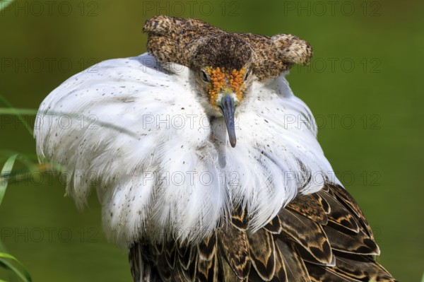 Close-up of a bird with white plumage and detailed feathers, Ruff (Calidris pugnax, Syn.: