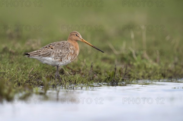 Long-beaked and long-legged... Black-tailed godwit (Limosa limosa), native meadow limosa, wading