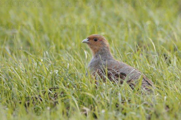In search of habitat... Grey partridge (Perdix perdix) sitting in a young cereal field in spring,