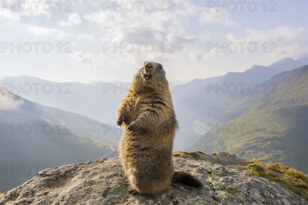 Alpine marmot (Marmota marmota) in autumn, Grossglockner, High Tauern National Park, Austria,