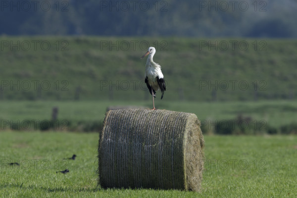 White stork (Ciconia ciconia) standing on a round hay bale, Lower Rhine, North Rhine-Westphalia,