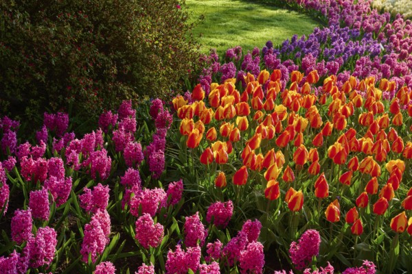 A flower bed with colourful tulips and hyacinths, Keukenhof, Lisse, province of South Holland,