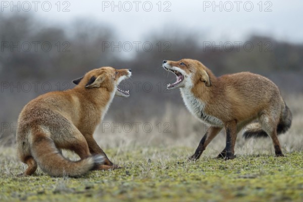 Snarling... Red fox (Vulpes vulpes), two foxes, red foxes have come into conflict during the