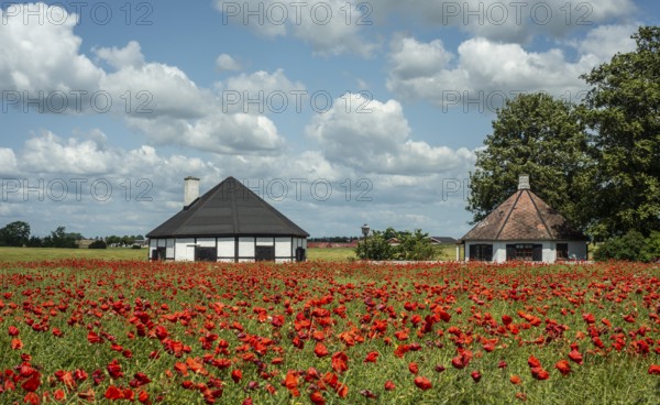 Field with flowering Poppy (Papaver rhoeas) a cottages in Ingelstorp, Ystad municipality, Skåne