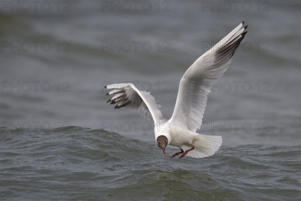 Black-headed gull (Chroicocephalus ridibundus) in summer plumage, flying above the water surface,