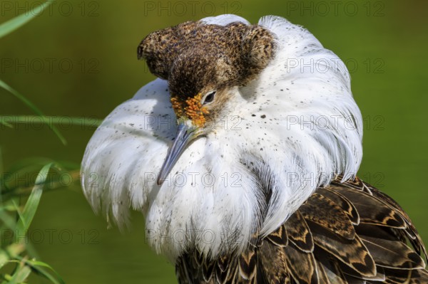 Detailed study of a bird with splendid white neck plumage and brown head, Ruff (Calidris pugnax,