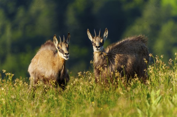 Two chamois standing on a colourful meadow with a dark forest in the background, chamois, chamois,