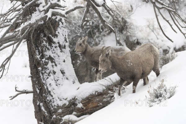Rocky Mountain bighorn sheep (Ovis canadensis), adult female with a yearling in winter with heavy