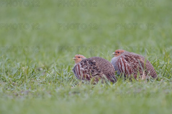 In pairs... Grey partridges (Perdix perdix) crouching in green grass, in a field in young winter