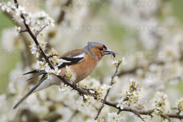 With prey... Chaffinch (Fringilla coelebs), male in splendid plumage sitting in a hawthorn bush,