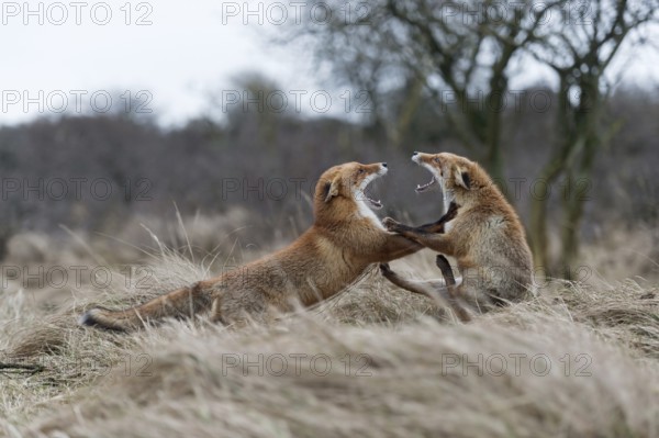 Roll backwards... Red fox (Vulpes vulpes), two red foxes, foxes fighting, threatening, fighting