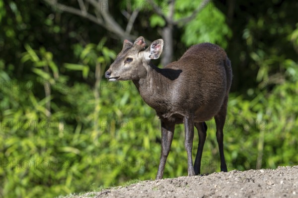 Reeves's muntjac, Chinese muntjac (Muntiacus reevesi) native to south-eastern China and introduced