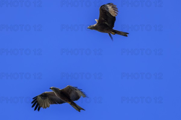 Two birds of prey flying close together against the blue sky, a picture full of grace, Red Kite,