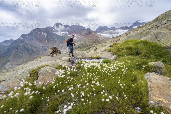 Cottongrass in high mountain landscape, mountaineer on a hiking trail, behind Übeltalferner, Stubai