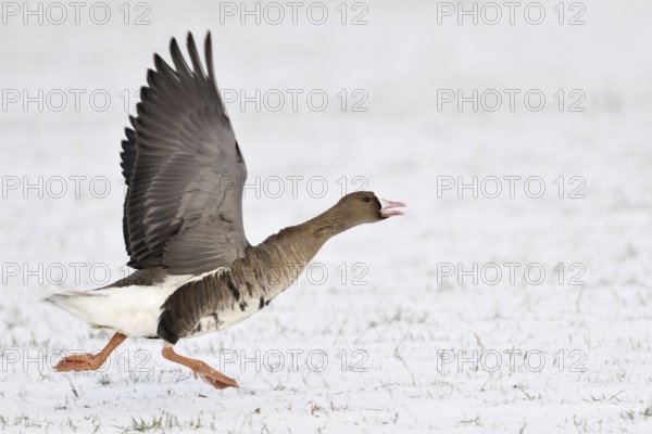With a run-up... White-fronted goose (Anser albifrons) starts in the snow, runs up, flies off,