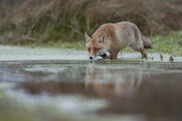 In the swamp... Red fox (Vulpes vulpes) crosses a marshy stream, runs through water, hunts, is on