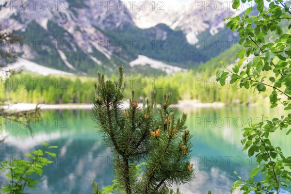 A conifer in the foreground with a green mountain lake and majestic mountains in the background,