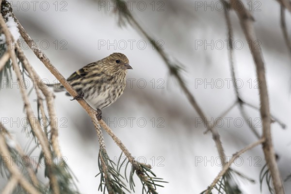 Small but beautiful... Pine siskin (Spinus pinus) in the branches of a coniferous tree,