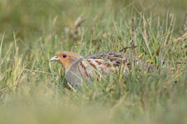 In the meadow... Grey partridge (Perdix perdix) huddles on the ground, seeks shelter, fieldfare