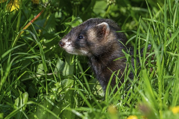 European polecat (Mustela putorius) on the hunt, looking for prey in meadow, pasture with