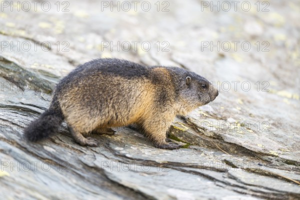 Alpine marmot (Marmota marmota) youngster in autumn, Grossglockner, High Tauern National Park,