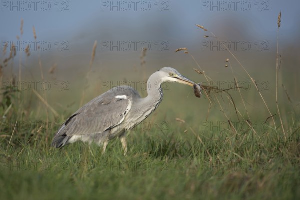 Catching mice... Grey heron (Ardea cinerea) after successfully catching prey with a mouse in its