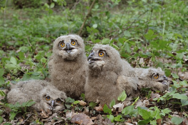 4 breeches... European eagle owls (Bubo bubo), nestlings, young, not fledged owls in their feathers