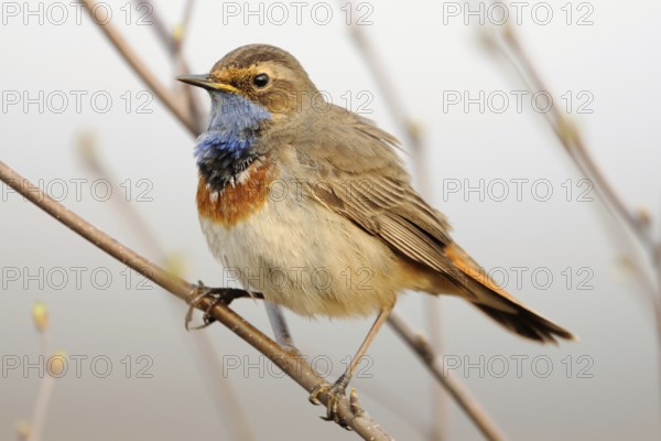 Blue throat... Bluethroat (Luscinia svecica), native songbird, unmistakable due to its blue throat,
