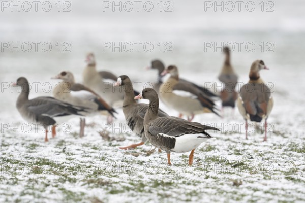 White-fronted goose (Anser albifrons), associated with Nile geese (Alopochen aegyptiacus) in winter