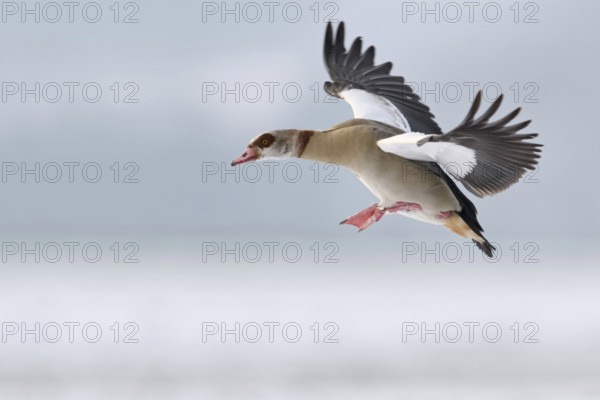 On the approach... Egyptian goose (Alopochen aegyptiacus) in winter, flying wild goose preparing to