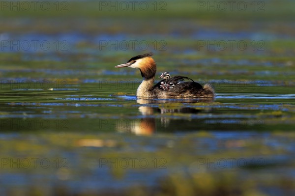A great crested grebe swims with chicks on its back in calm, greenish water, Great crested grebe,