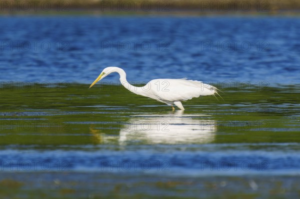 A heron stands at attention in the water, Great White Egret (Ardea alba, Syn.: Casmerodius albus,