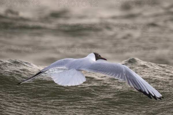 Black-headed gull (Chroicocephalus ridibundus) in summer plumage, flying above the sea surface,