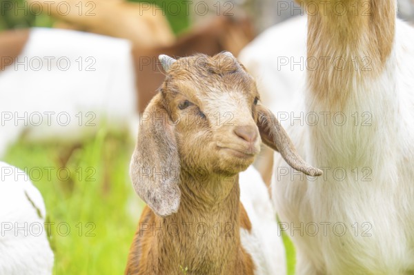 Young goat with brown fur looks curiously at the green surroundings, Gechingen forest pasture,