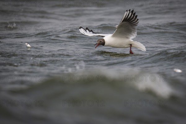 Black-headed gull (Chroicocephalus ridibundus) in summer plumage, flying above the sea surface,