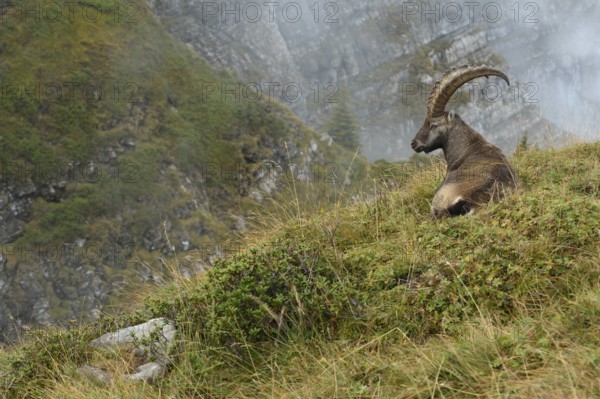 In the high alpine habitat of the ibex... Alpine ibex (Capra ibex), ibex resting, lying in the