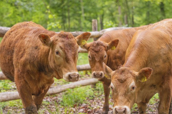 Three brown cows standing close together in front of a wooden fence in a forest, Waldweide