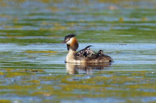 A great crested grebe with chicks swims calmly in the water, Great crested grebe, (Podiceps