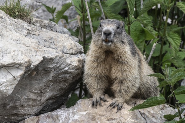 Marmot (Marmota marmota), Monte Baldo, Italy, Europe
