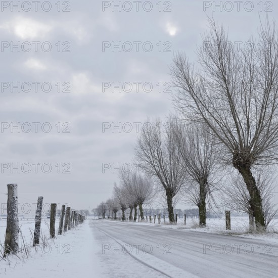 Lined with pollarded willows (Salix sp.) ... Bislicher Insel in winter, small ice-covered road