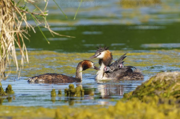 Two adult great crested grebes with chicks on their backs swimming together in the water, Great