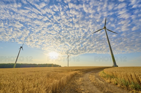 Wind turbines in a wheat field under a blue sky and sunshine, summer, Höhefeld, Wertheim,