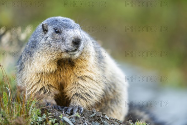Alpine marmot (Marmota marmota) in autumn, Grossglockner, High Tauern National Park, Austria,