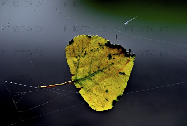 Colourful birch leaf (Betula pendula) in a spider's web, Poel Island, Mecklenburg-Western