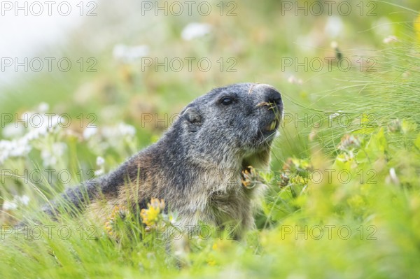 Alpine marmot (Marmota marmota) in autumn, Grossglockner, High Tauern National Park, Austria,