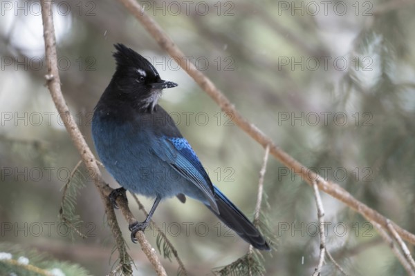 Sapphire blue... Steller's Jay (Cyanocitta stelleri) perched in a conifer tree, watching back over