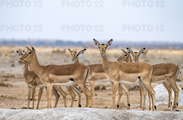 Herd of impala (Aepyceros melampus) at a waterhole, black heeler antelope, female, Nxai Pan