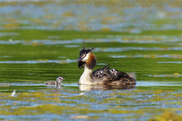 A bird in the water with its young, the atmosphere is calm and the surroundings are spacious, Great
